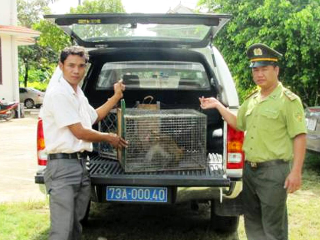 Hai con khỉ vàng được người dân giao nộp cho Trung tâm Cứu hộ, bảo tồn và phát triển sinh vật (Vườn quốc gia Phong Nha - Kẻ Bàng) 