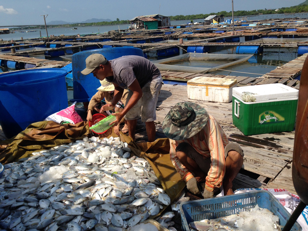 Cá dân nuôi lồng bè trên sông Chà Và chết hàng loạt vào ngày 6.9, gây thiệt hại hơn 5 tỉ đồng