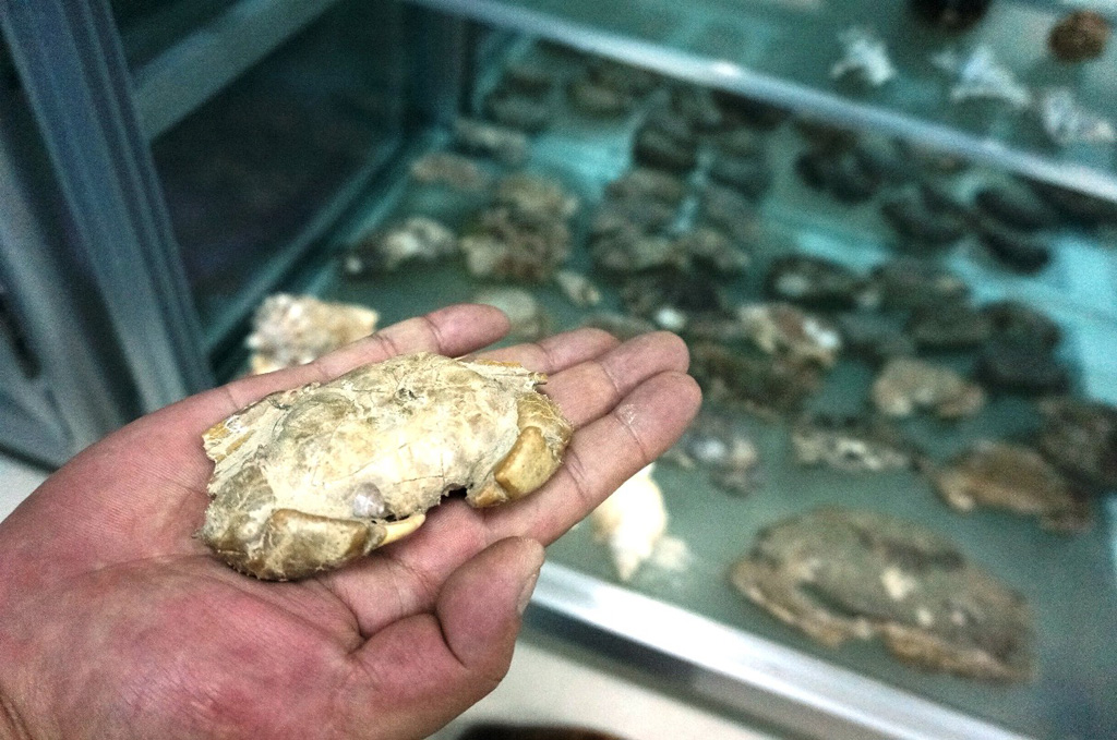 Bất ngờ thú vị với hơn 40 hóa thạch cua đá 5
