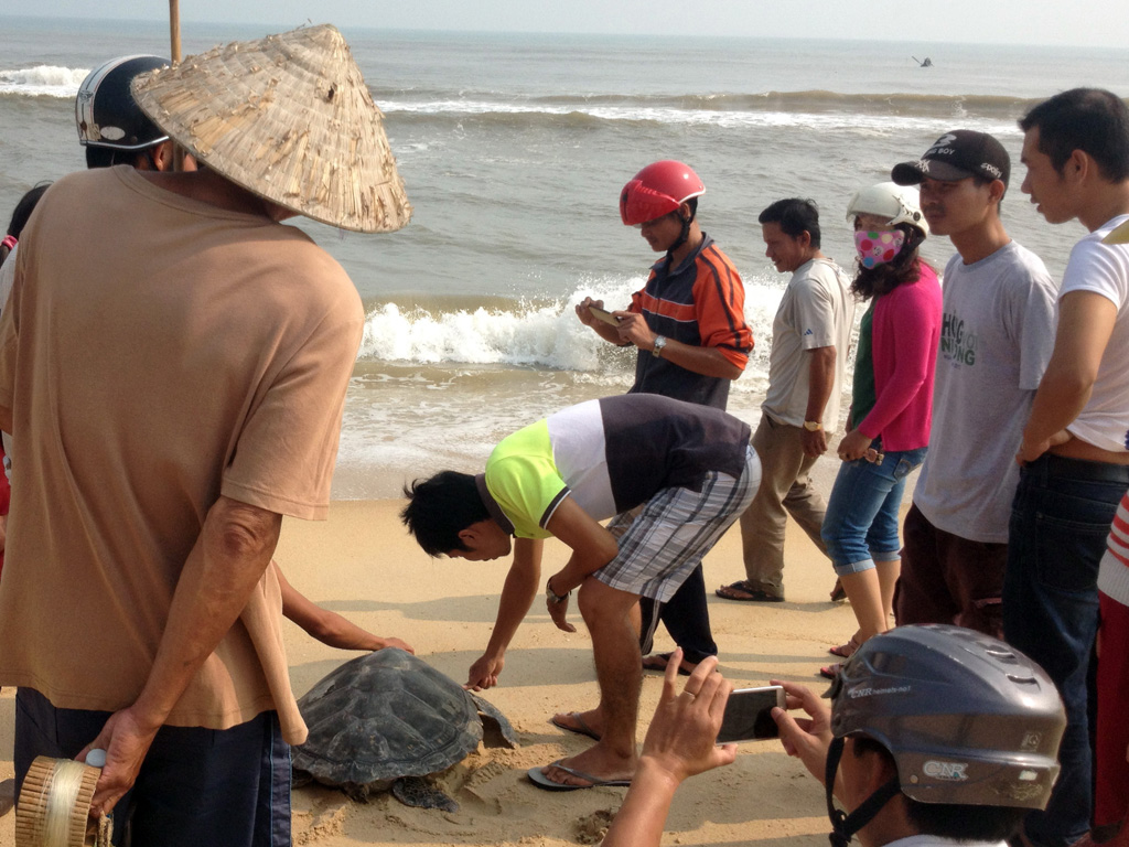 Ngư dân và cơ quan chuyên trách thả chú rùa biển về lại môi trường biển - Ảnh: Chi cục Khai thác và Bảo vệ nguồn lợi Thủy sản Thừa Thiên-Huế