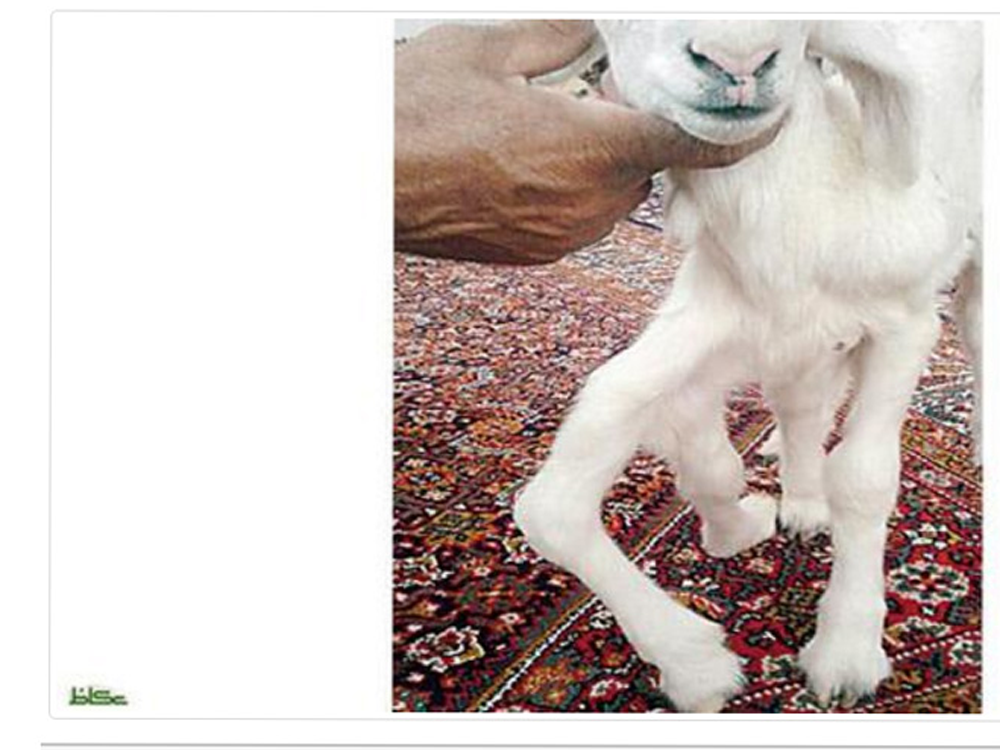Con cừu 6 chân của ông Saeed Al Qahtani. Ảnh chụp màn hình báo Okaz