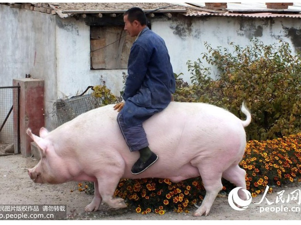 Cảnh ông Trương cưỡi heo nái nặng 1.200 kg đi dạo. Ảnh chụp màn hình Nhân Dân nhật báo