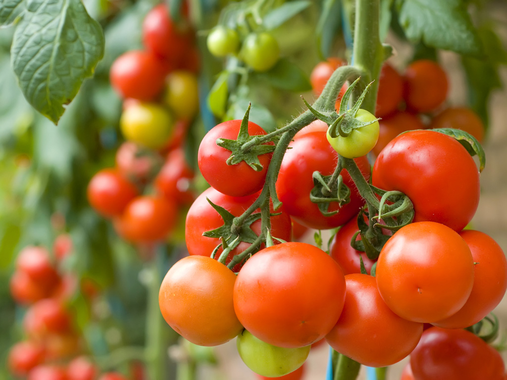 Cà chua có thể làm cơn đau khớp nặng thêm - Ảnh: Shutterstock