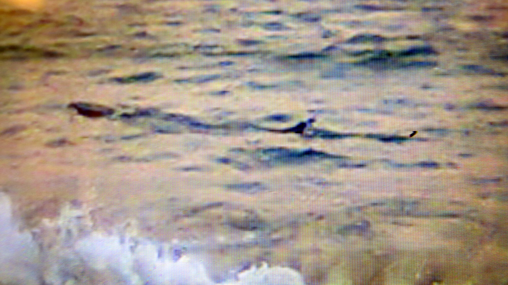 Đội quản lý trật tự tuyến biển TP.Tuy Hòa đã chụp được hình cá lạ xuất hiện ở gần bờ biển Tuy Hòa