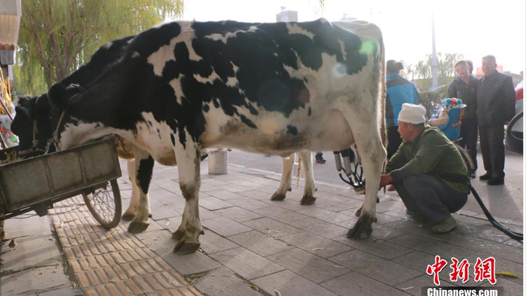 Người nông dân đang vắt sữa bò để bán - Ảnh chụp màn hình website Tân Văn xã