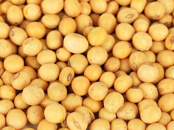 Ăn nhiều đậu nành sẽ khiến ngực to ra - Ảnh: Shutterstock