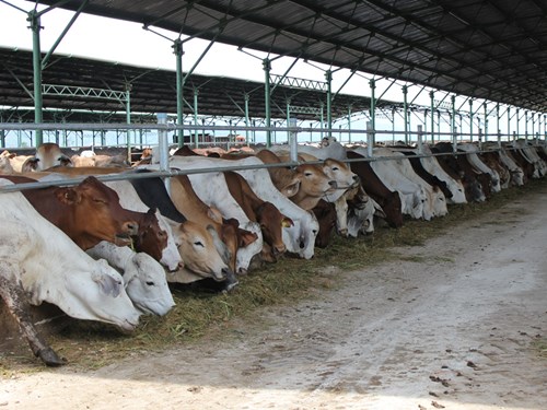 Doanh thu từ kinh doanh bò của Hoàng Anh Gia Lai lên đến 1.378 tỉ đồng trong quý 3 - Ảnh: N.H