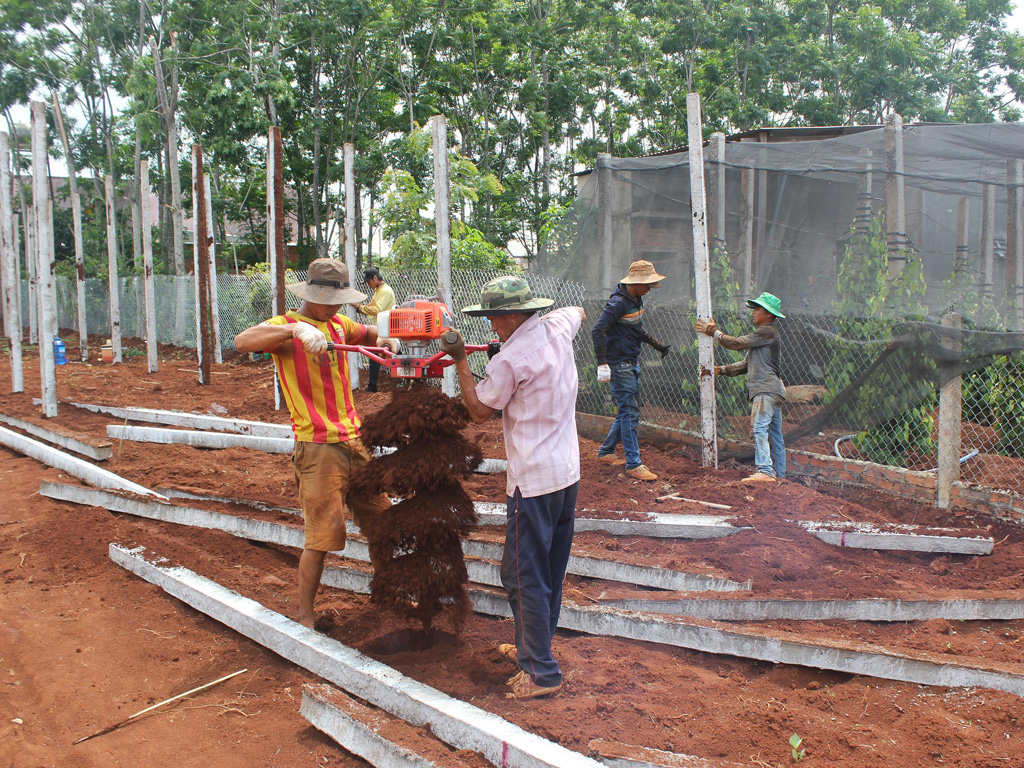 Nhiều vườn cà phê được chuyển sang trồng tiêu -  Ảnh: Ngọc Quyền