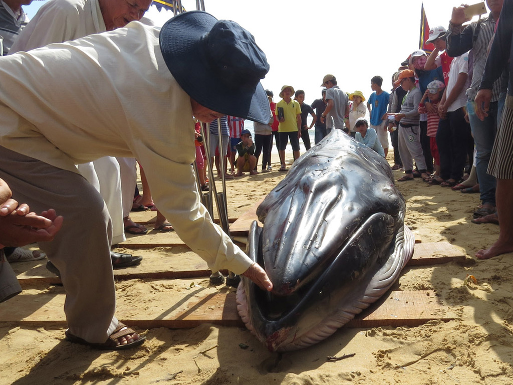 Cá “Ông Nam Hải” dạt vào bờ biển Phú Yên