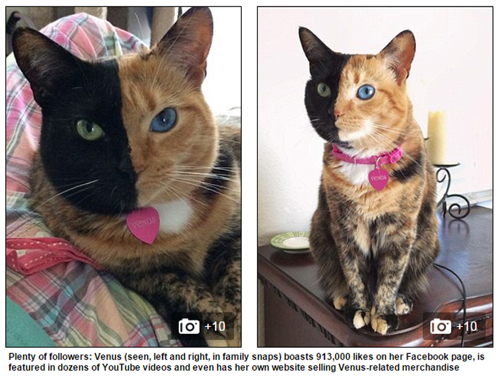 Con mèo Venus - Ảnh chụp màn hình tờ Daily Mail