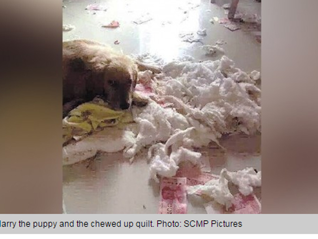 Con chó Harry cùng “tang vật” - Ảnh chụp màn hình South China Morning Post