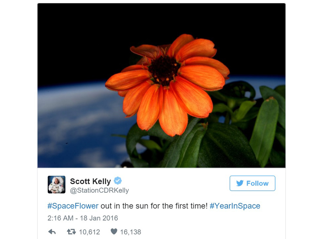 Hoa bách nhật 13 cánh nở trong không gian - Ảnh chụp màn hình twitter phi hành gia Scott Kelly