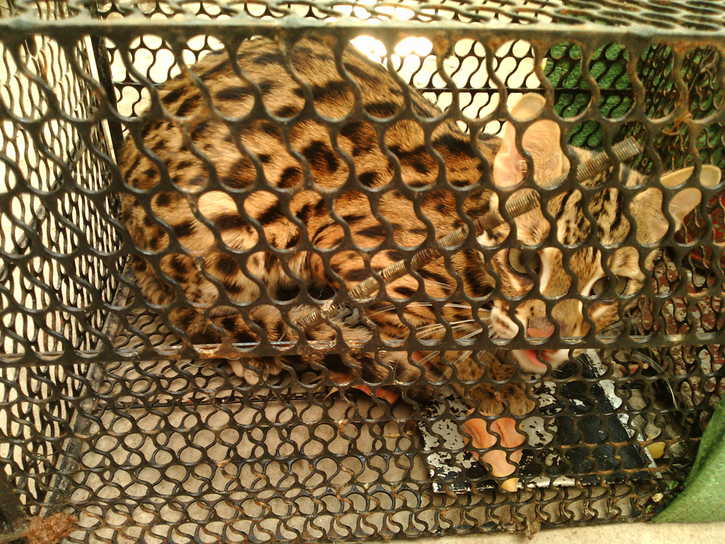 Con mèo lạ đang được nhốt cẩn thận trong lồng sắt chờ ngày bàn giao về rừng Phú Quốc