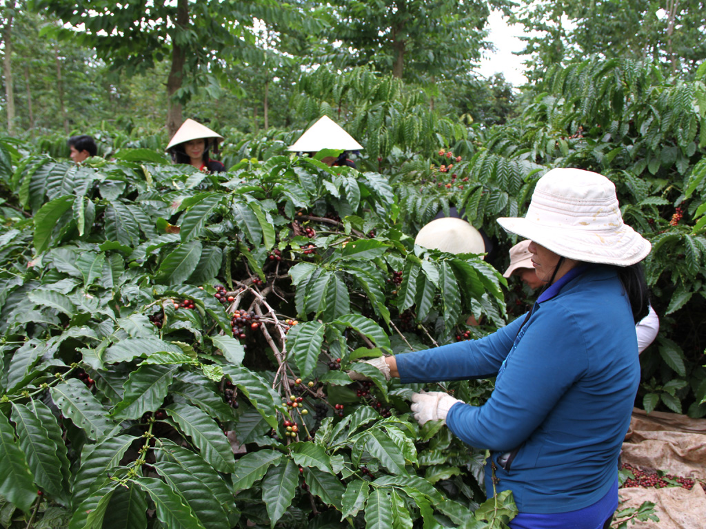 Nông dân trồng cà phê theo chương trình 4C mang lại hiệu quả về nhiều mặt  - Ảnh: Chí Nhân