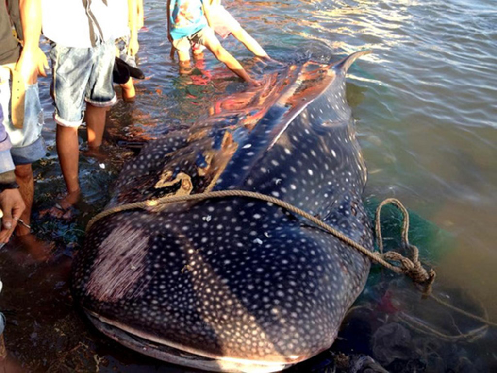 Con cá nhám voi dạt vào bờ biển thuộc xã Vạn Thắng, H.Vạn Ninh (Khánh Hòa) hồi cuối tháng 1.2016 - Ảnh: Trần Công