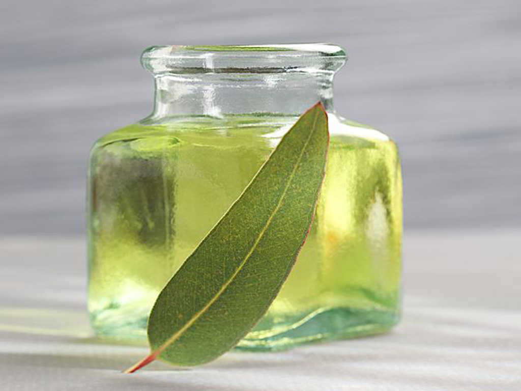 Tinh dầu khuynh diệp giúp giảm triệu chứng của bệnh về đường hô hấp - Ảnh: Shutterstock