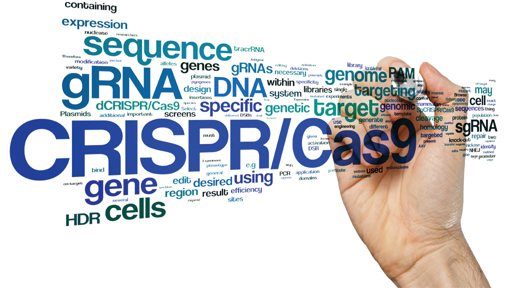 Có thể chỉnh sửa phôi bằng kỹ thuật CRISPR-Cas9 - Ảnh: Shutterstock