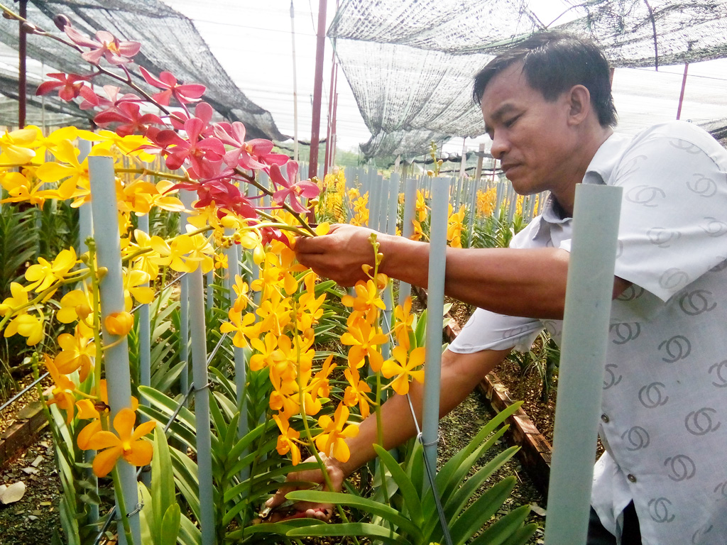 Mỗi tháng, vườn lan của anh Bùi Văn Cường đem lại thu nhập khoảng 300 triệu đồng - Ảnh: H.N