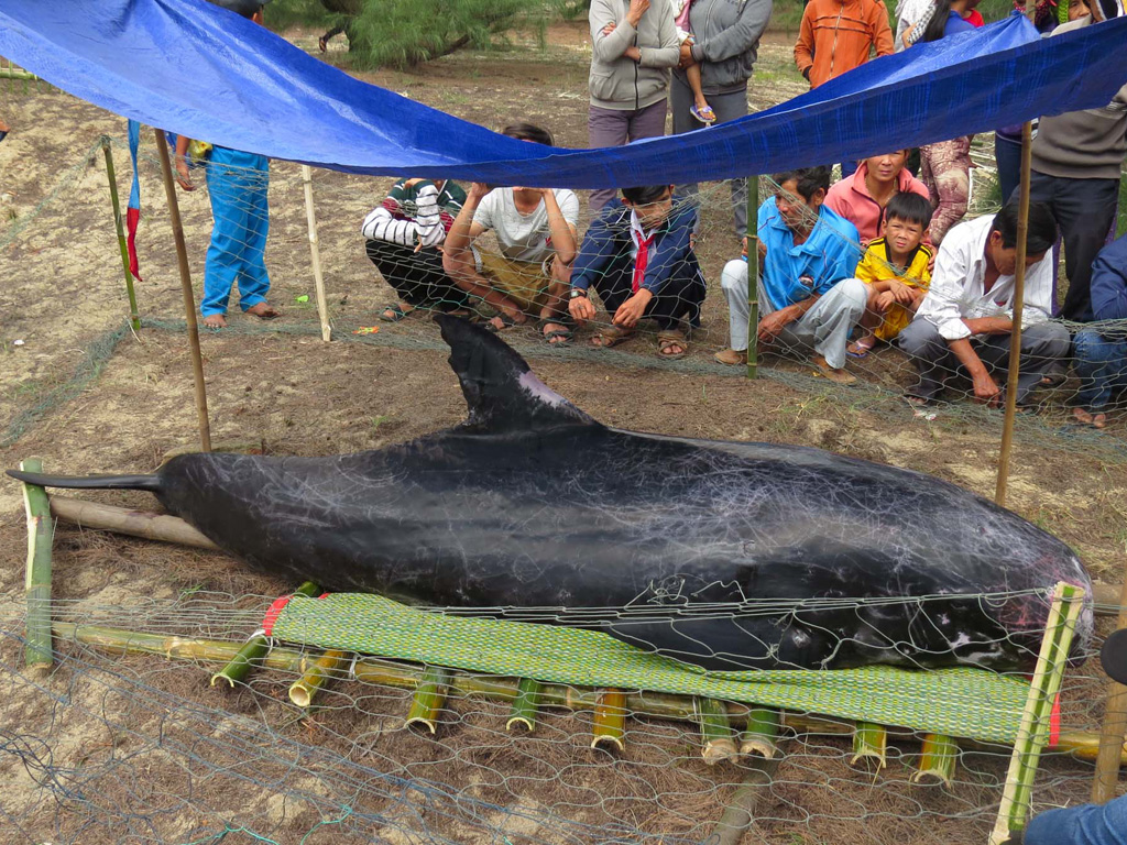 Cá voi hơn 300 kg dạt vào bờ biển, được ngư dân đưa vào nơi cao ráo - Ảnh: Hiển Cừ