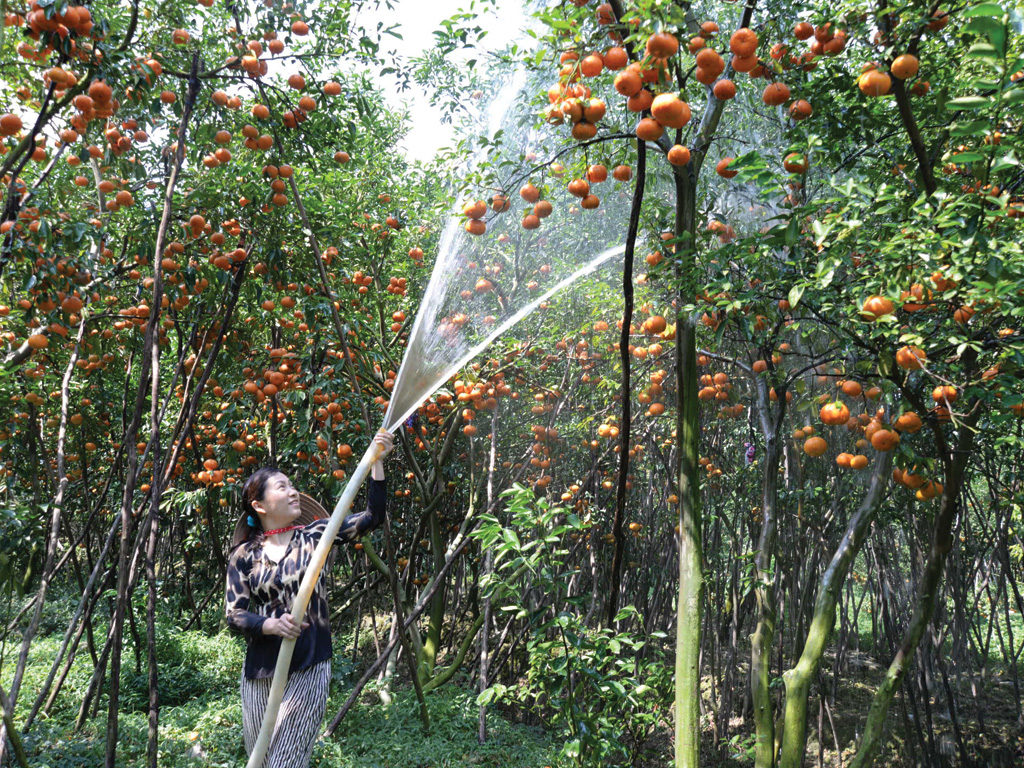 Quýt hồng Lai Vung, Đồng Tháp - Ảnh: Diệp Đức Minh