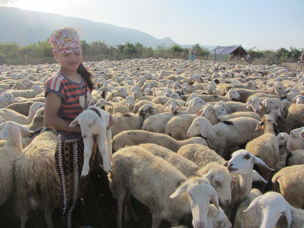 Người chăn nuôi dựng lán trại tạm ở nơi có nguồn nước và thức ăn để cứu đàn cừu