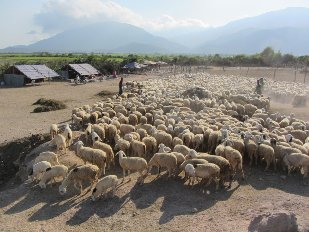 Kết thúc 1 ngày kiếm ăn, đàn cừu trở về lán trại 