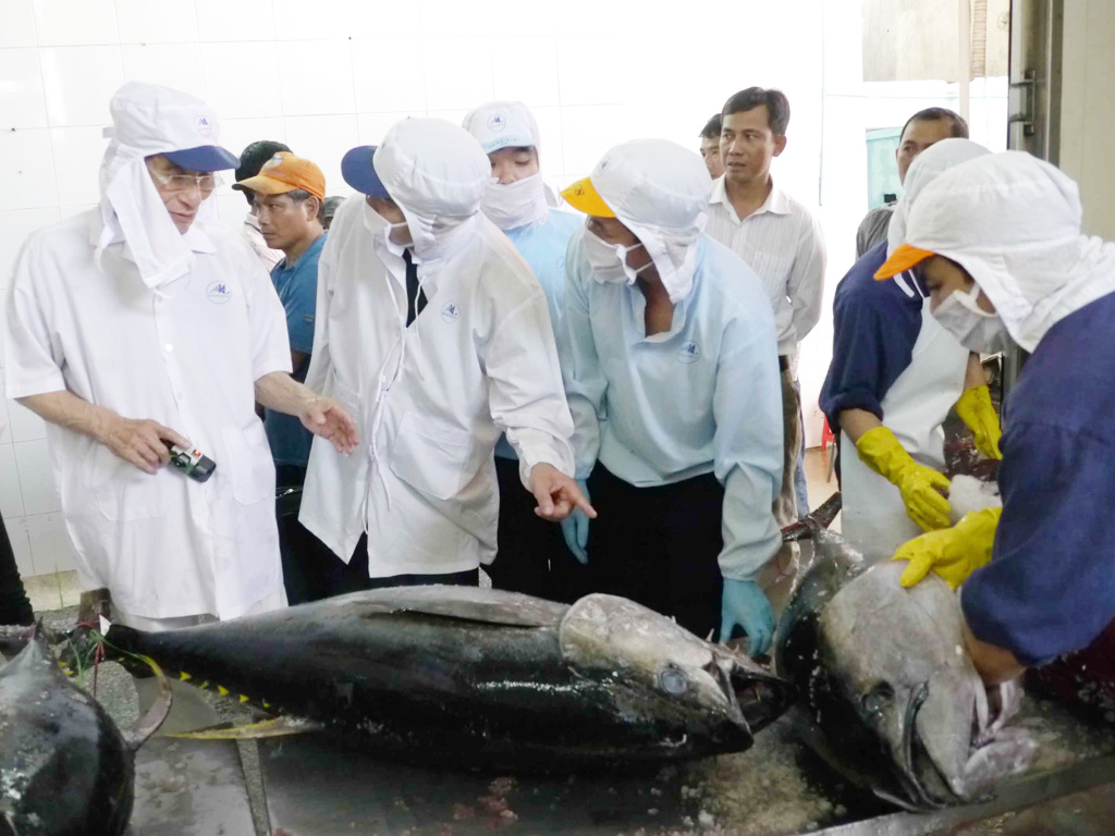 Các chuyên gia thủy sản Việt Nam và Nhật Bản chọn cá ngừ đại dương đưa đi bán đấu giá - Ảnh: Hoàng Trọng