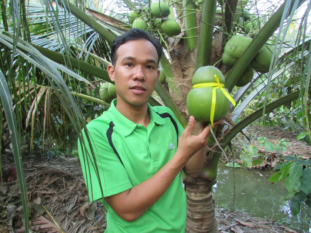Dừa khô nguyên trái ( dừa già) | Lazada.vn
