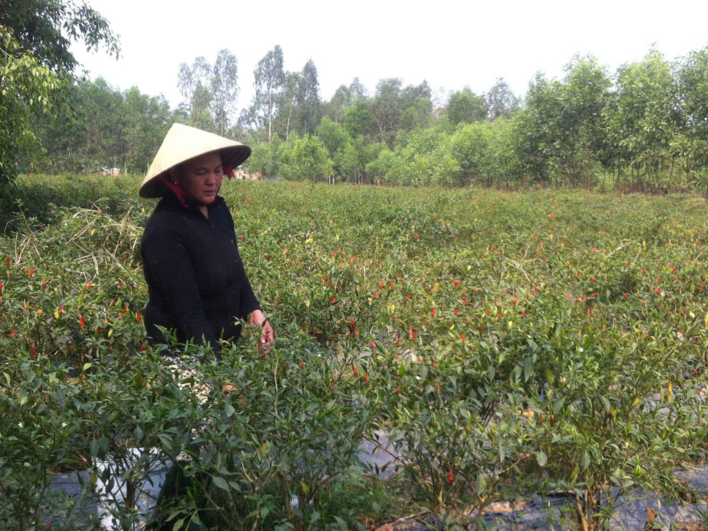 Nông dân thu hoạch ớt chỉ thiên ở H.Tây Sơn - Ảnh: Hoàng Trọng