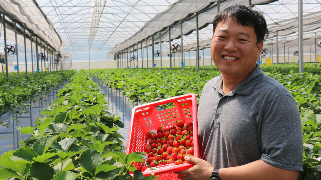 Son Sang-hyeon trong trang trại trồng dâu ở Đạ Cháy - Ảnh: Lâm Viên
