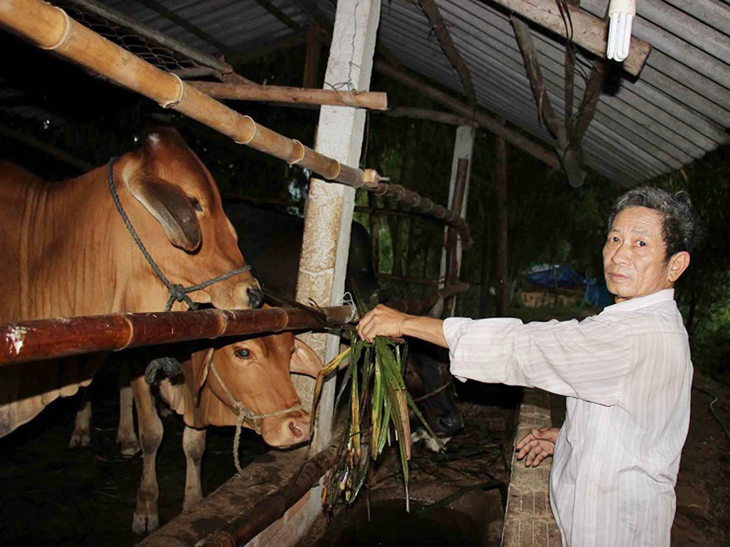 Ông Quang chăm sóc đàn bò trong trang trại - Ảnh: Hoàng Trọng