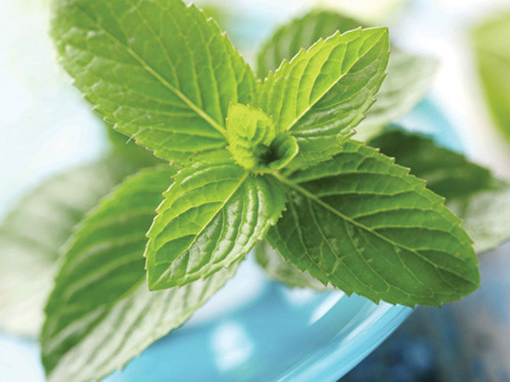Uống nước lá bạc hà tăng hệ miễn dịch ngừa bệnh mùa nóng - Ảnh: Shutterstock