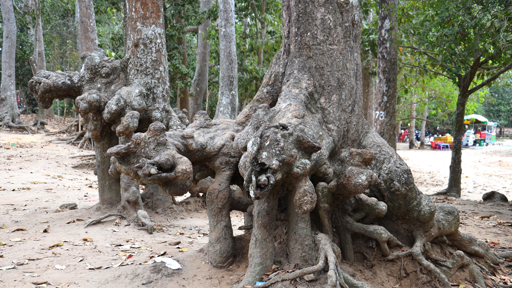 Những cây cổ thụ hình thù kỳ quái xung quanh Ao Bà Om