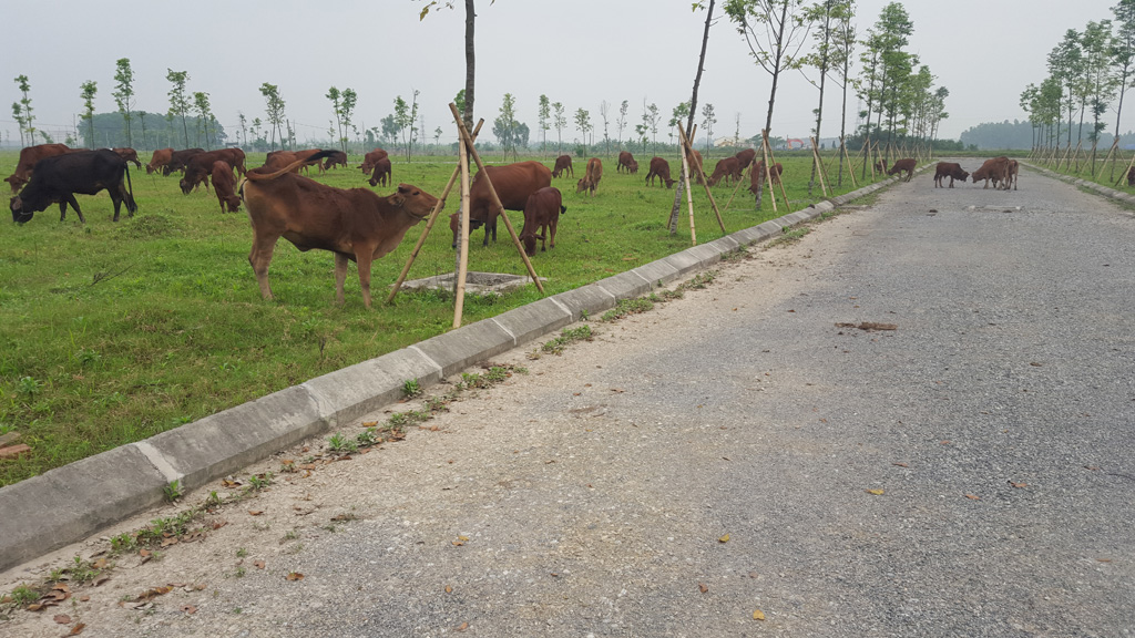 Khu đô thị Minh Giang Đầm Và ở xã Tiền Phong, H.Mê Linh thành nơi thả bò - Ảnh: Lê Quân