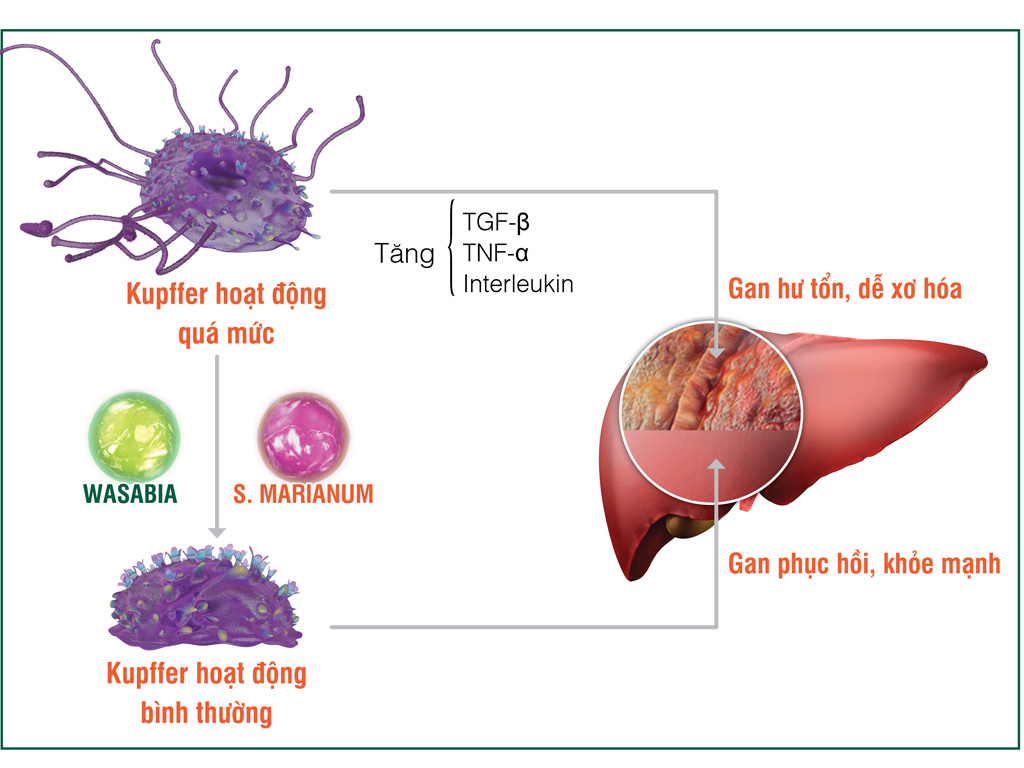 Xơ gan và ung thư gan - “đợi” chữa trị, đã quá muộn!