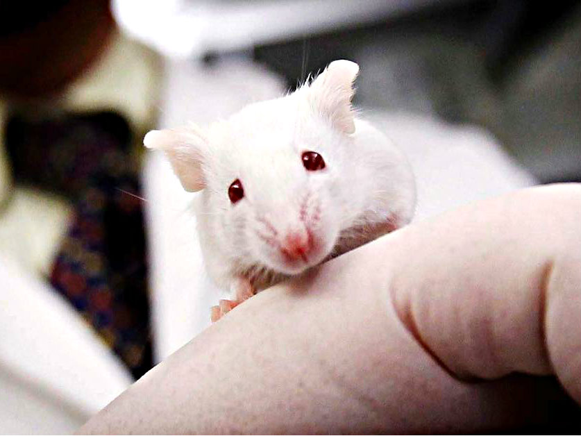 Thụ tinh nhân tạo chuột không cần tinh trùng - Ảnh minh họa Reuters