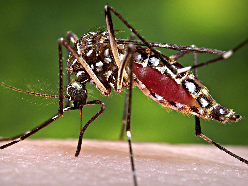Muỗi Aedes lan truyền virus Zika - Ảnh: Reuters