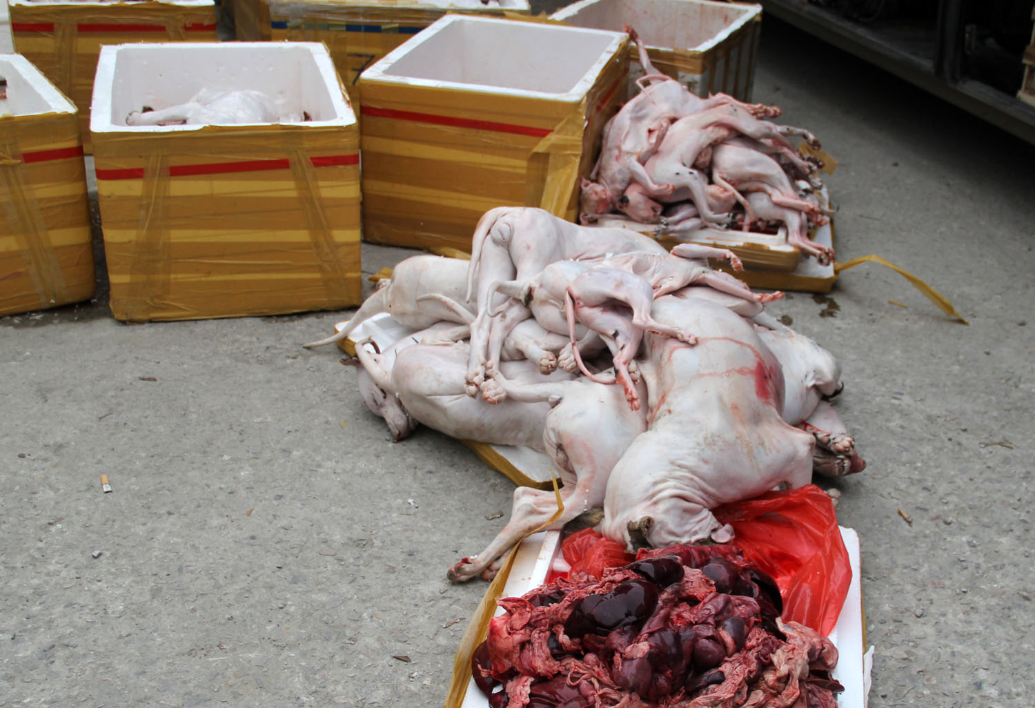 Hơn 1 tấn thịt chó, mèo và nội tạng, đang phân hủy, bốc mùi hôi thối - Ảnh: Hải Tần