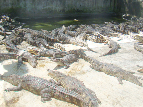 Cá sấu nuôi tràn lan tại địa bàn xã Phú Ngọc, H. Định Quán (Đồng Nai)