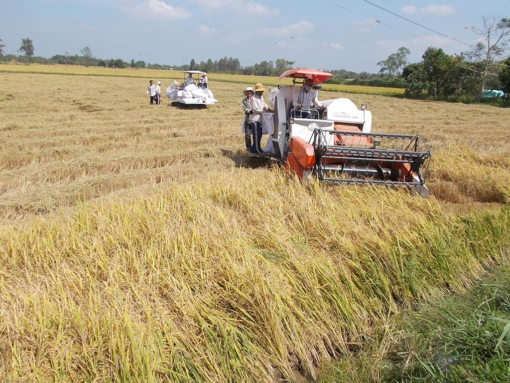 Nhiều nơi vẫn còn sản xuất giống lúa kém chất lượng - Ảnh: Thanh Đức