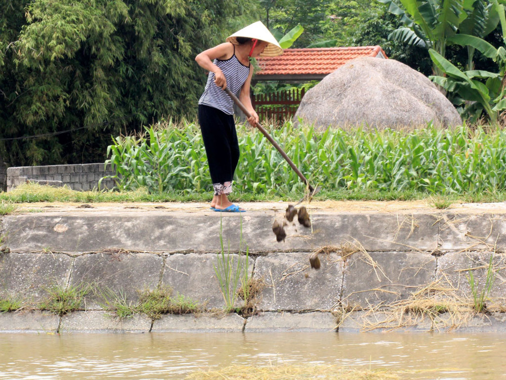 Người dân ngang nhiên hắt phân trâu bò xuống dòng kênh - Ảnh: Ngọc Minh