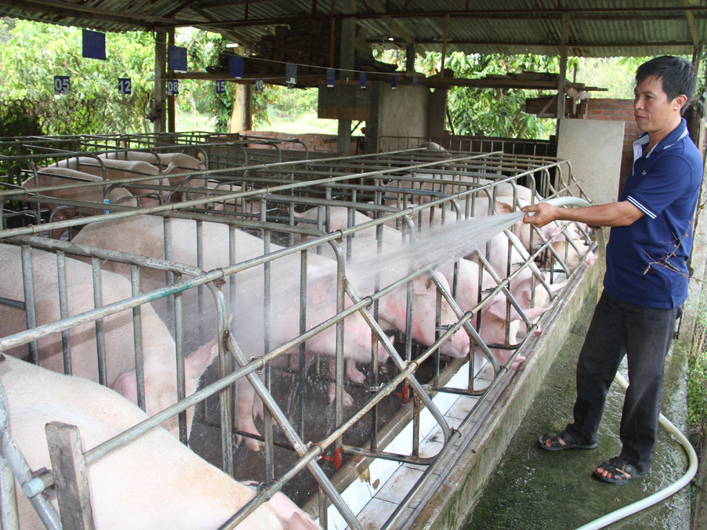 Người dân Bù Đốp tắm cho gia súc bằng máy bơm điện - Ảnh: Huy Sơn