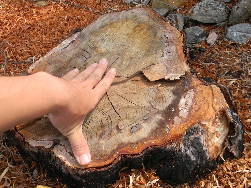 Những gốc cây cổ thụ bị triệt hạ trong khuôn viên Đồi Sứ resort - Ảnh: Quế Hà