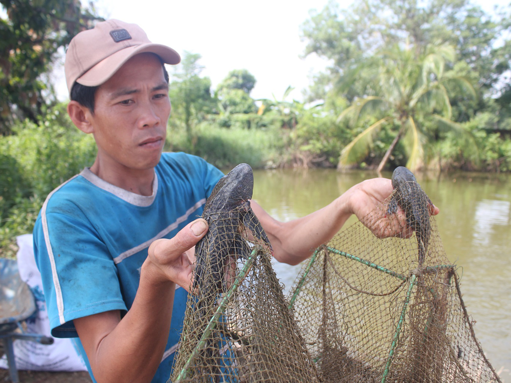 Cá lau kính tràn ngập trong ao cá của anh Phùng Văn Đường khiến anh không dám thả lứa cá mới