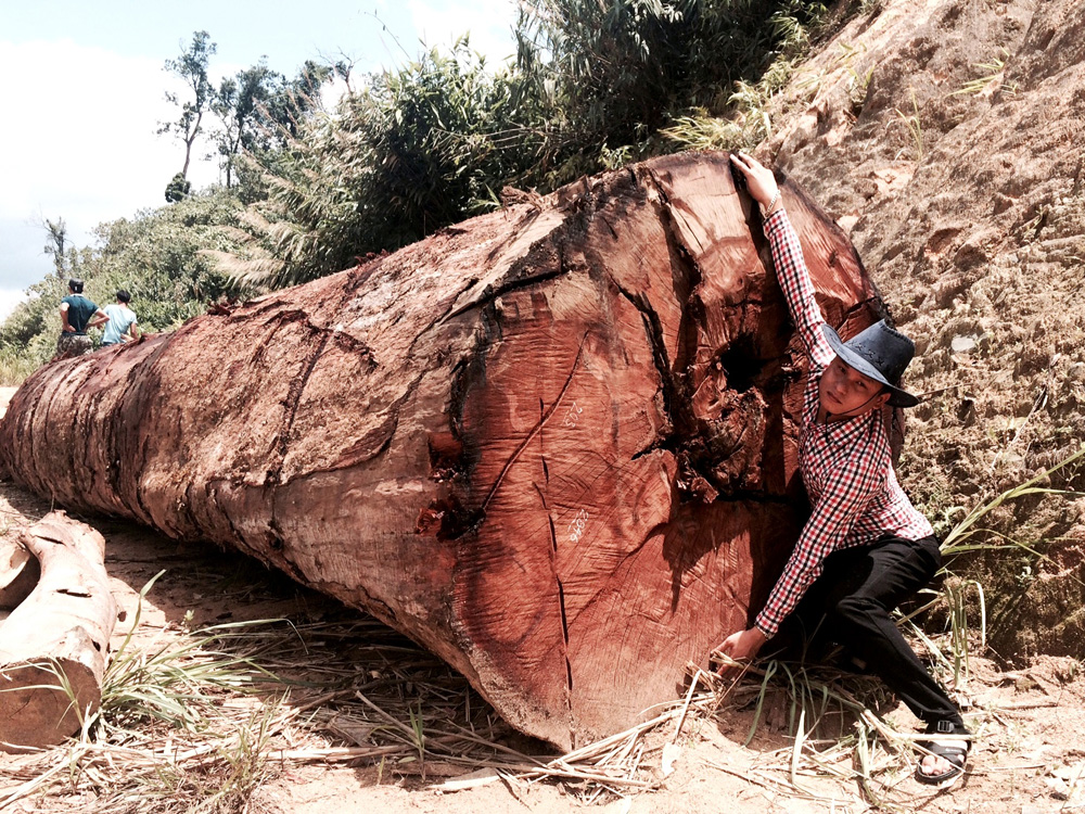 Nhiều cây cổ thụ lớn bị đốn hạ ở rừng Lâm Thủy - Ảnh: T.Q.N