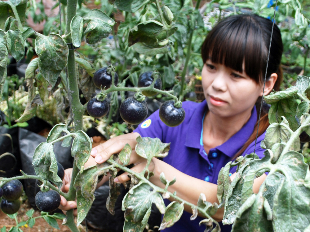 Chị Phạm Thị Xuân Thủy trong vườn cà chua đen - Ảnh: Lâm Viên