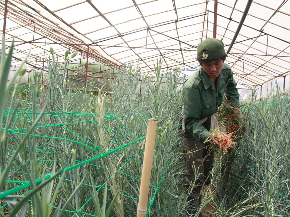 Vườn hoa cẩm chướng canh tác theo công nghệ cao của đồng bào dân tộc xã Lát (Lạc Dương) - Ảnh: Lâm Viên