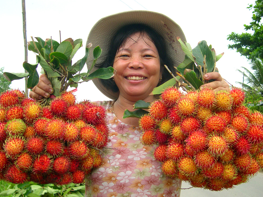 Chôm chôm, 1 trong 5 loại trái cây chủ lực của tỉnh Bến Tre - Ảnh: Công Hân