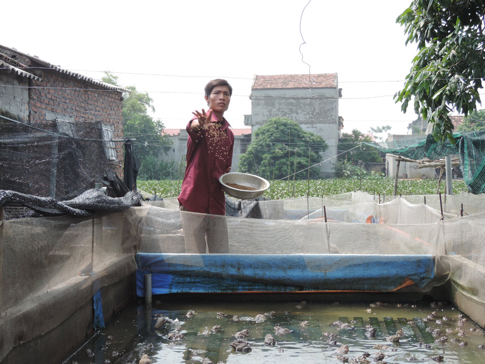 Mô hình nuôi ếch giống sinh sản cho thu nhập cao của anh Duy - Ảnh: Trần Hồ