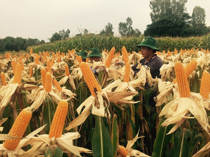 Bắp GMO được trồng tại Tân Châu, An Giang hồi tháng 8.2015 - Ảnh: Quang Thuần
